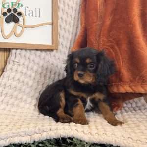 Bandit, Cavalier King Charles Spaniel Puppy
